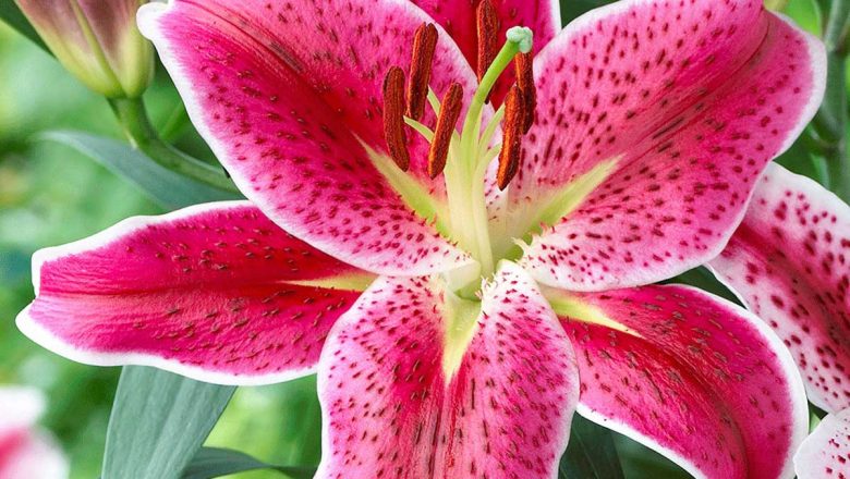 How to Avoid Common Mistakes in Lily Flower Delivery