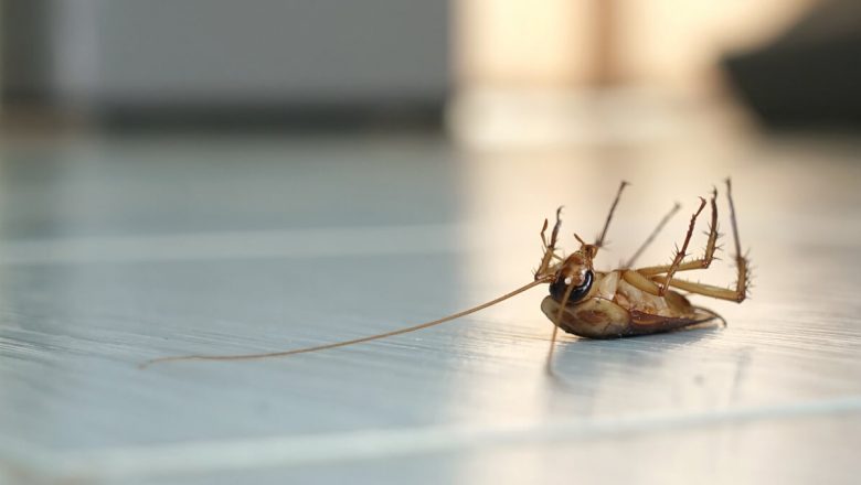 An examination of alternative control measures for houseflies