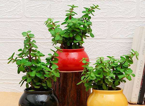 Choosing the Perfect Plant Pots: A Comprehensive Online Buying Guide
