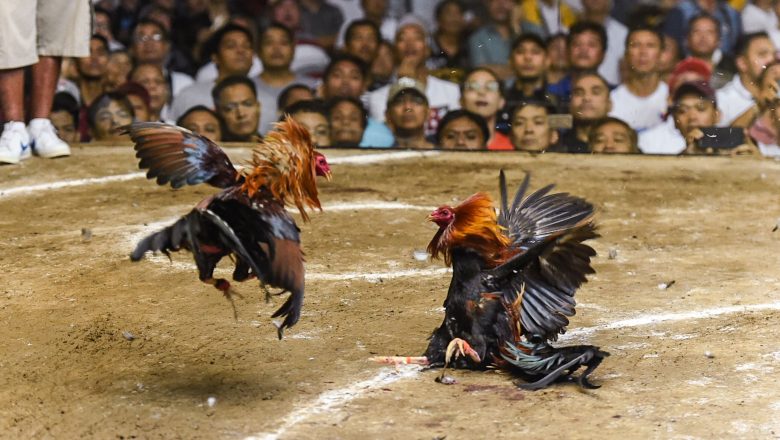 How to Stay Safe while Engaging in Online Cockfighting in the Philippines?