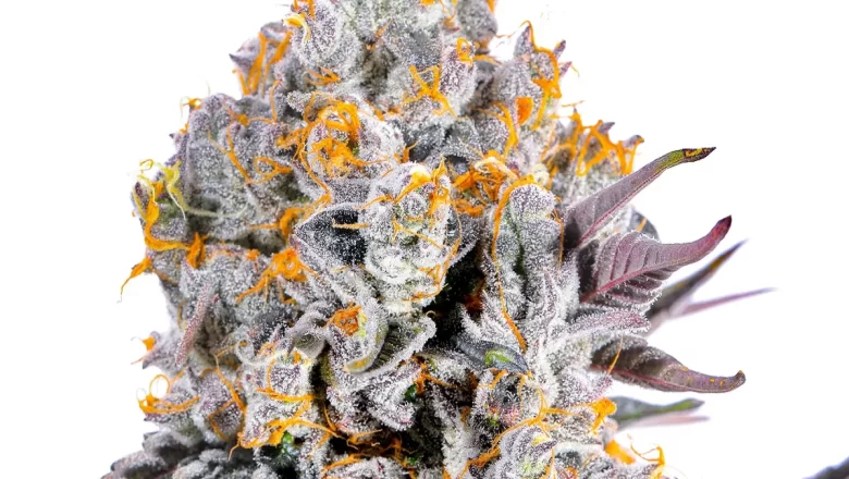 Budget-Friendly THCA Flower: The Best Affordable Options Online